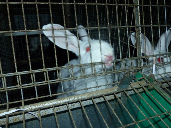 Rabbit farming at Baldivis Rabbits WA