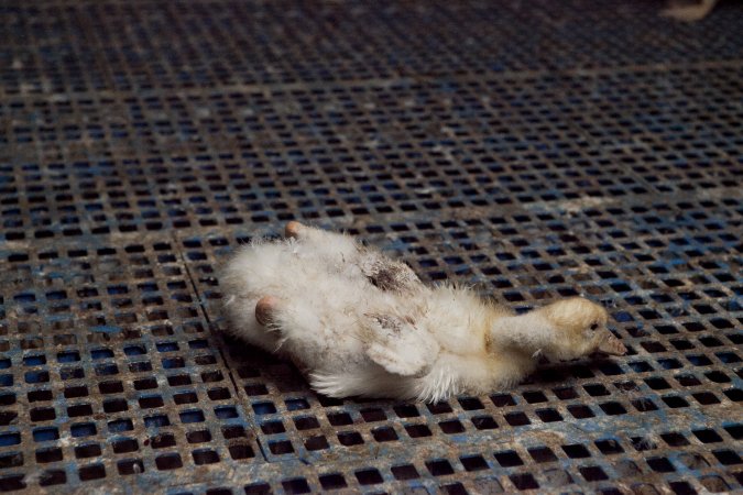 Australian duck farming