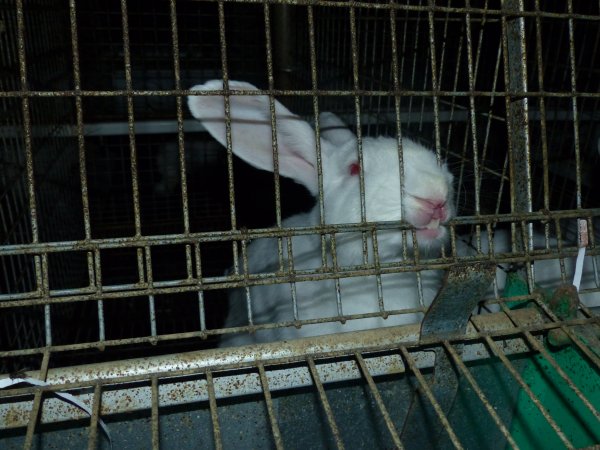 Rabbit farming at Baldivis Rabbits WA