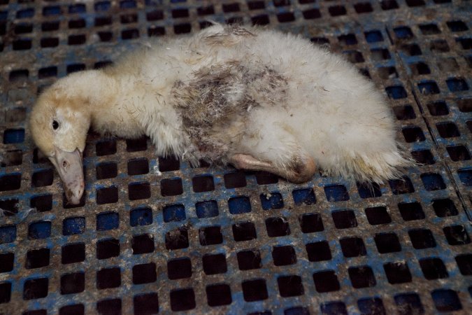 Australian duck farming