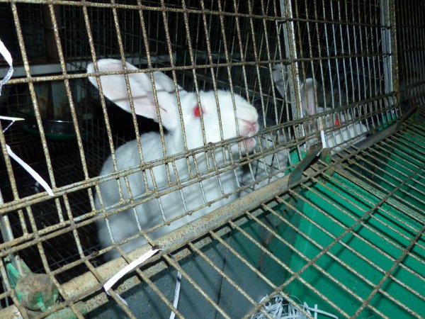 Rabbit farming at Baldivis Rabbits WA