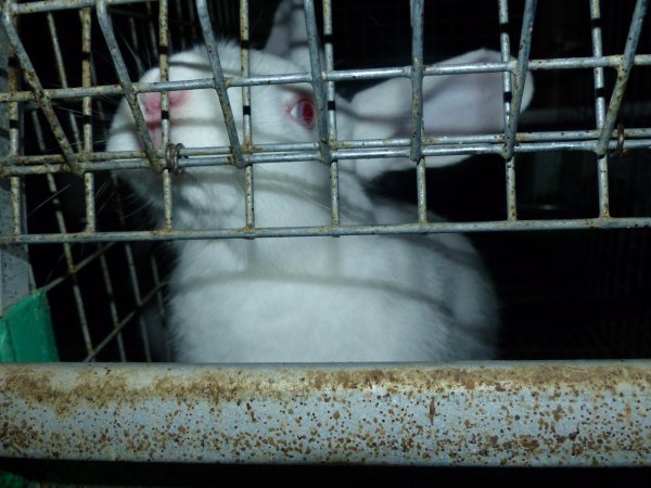 Rabbit farming at Baldivis Rabbits WA