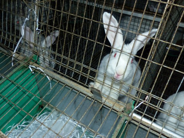 Rabbit farming at Baldivis Rabbits WA