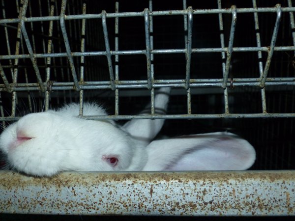 Rabbit farming at Baldivis Rabbits WA