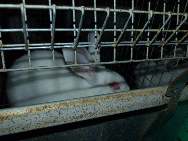 Rabbit farming at Baldivis Rabbits WA