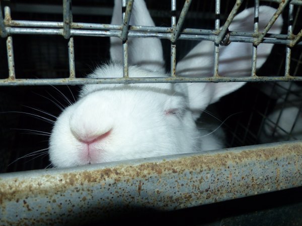 Rabbit farming at Baldivis Rabbits WA