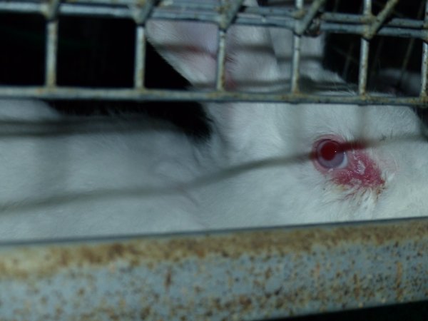 Rabbit farming at Baldivis Rabbits WA