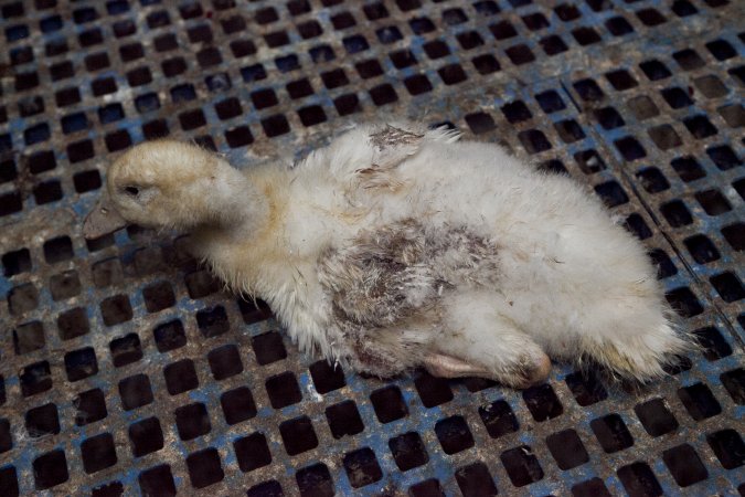 Australian duck farming