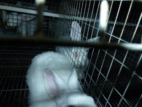 Rabbit farming at Baldivis Rabbits WA