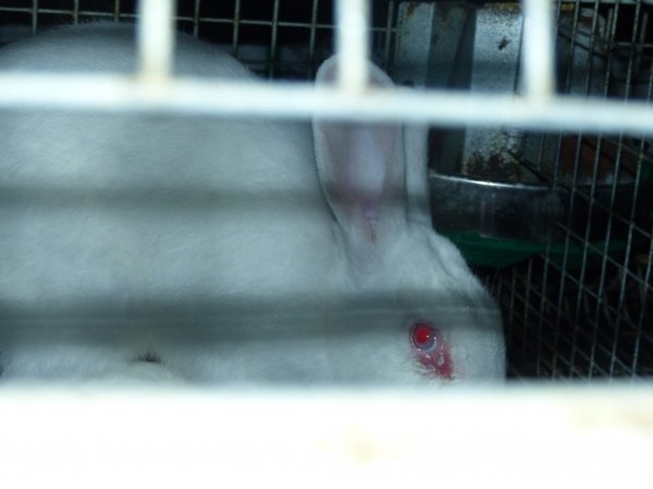 Rabbit farming at Baldivis Rabbits WA