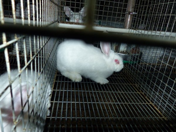 Rabbit farming at Baldivis Rabbits WA