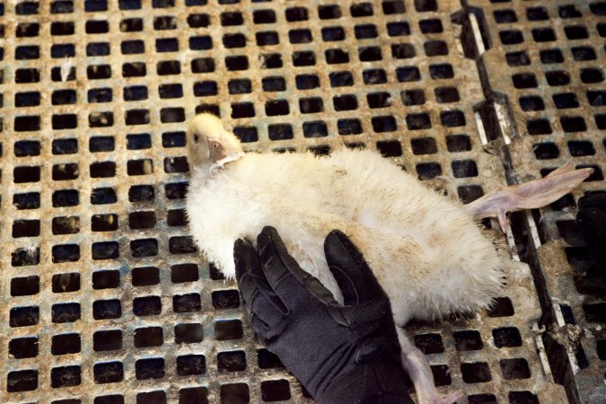 Australian duck farming
