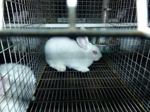 Rabbit farming at Baldivis Rabbits WA