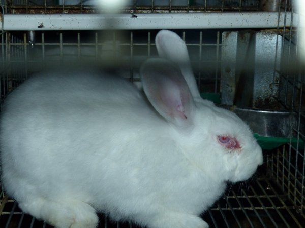 Rabbit farming at Baldivis Rabbits WA