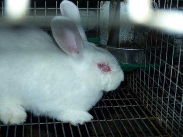 Rabbit farming at Baldivis Rabbits WA