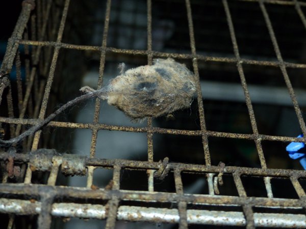 Rabbit farming at Baldivis Rabbits WA