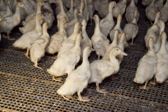 Australian duck farming