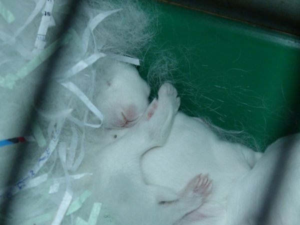 Rabbit farming at Baldivis Rabbits WA