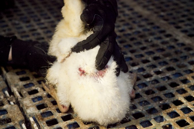 Australian duck farming