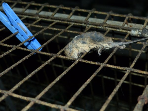 Rabbit farming at Baldivis Rabbits WA