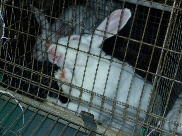 Rabbit farming at Baldivis Rabbits WA