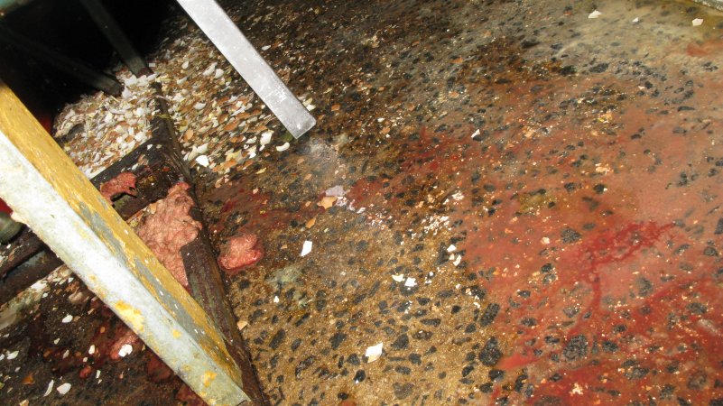 Bloody floor of macerator room during operation