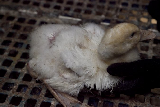 Australian duck farming