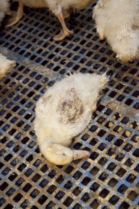 Australian duck farming