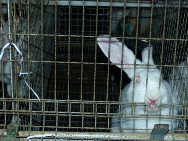 Rabbit farming at Baldivis Rabbits WA