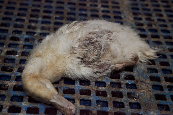 Australian duck farming