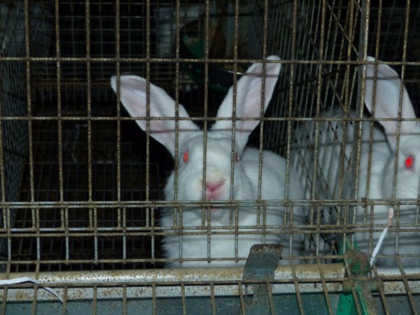 Rabbit farming at Baldivis Rabbits WA