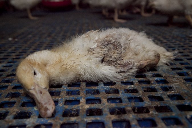 Australian duck farming
