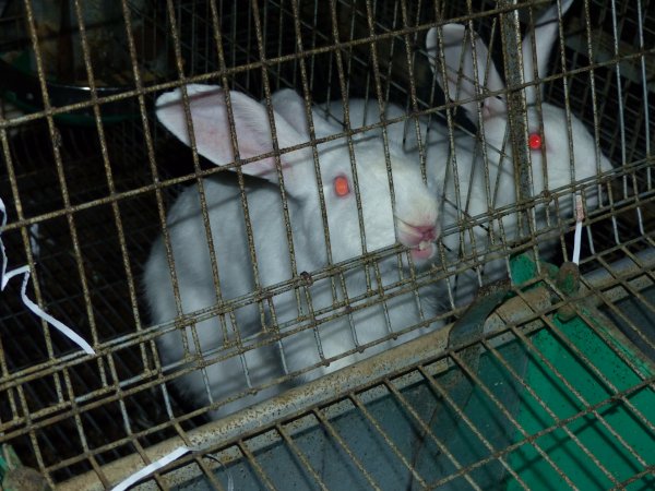 Rabbit farming at Baldivis Rabbits WA