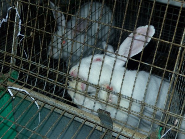 Rabbit farming at Baldivis Rabbits WA