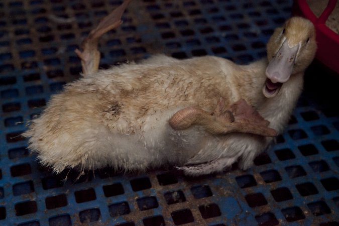 Australian duck farming