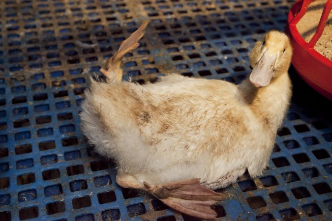 Australian duck farming