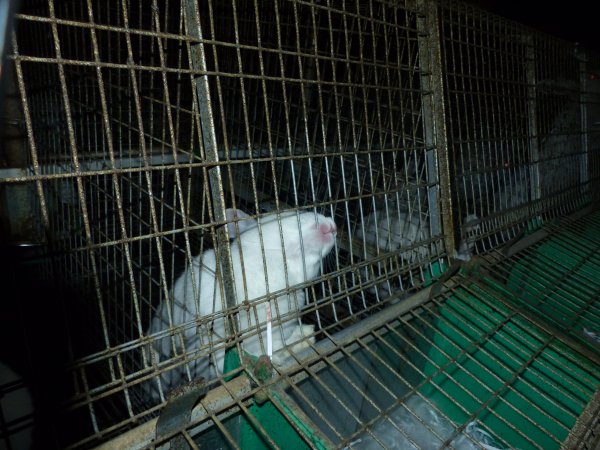 Rabbit farming at Baldivis Rabbits WA