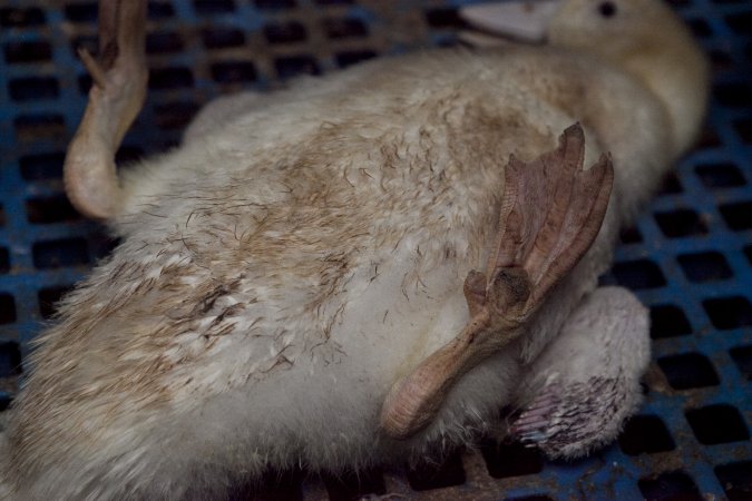 Australian duck farming