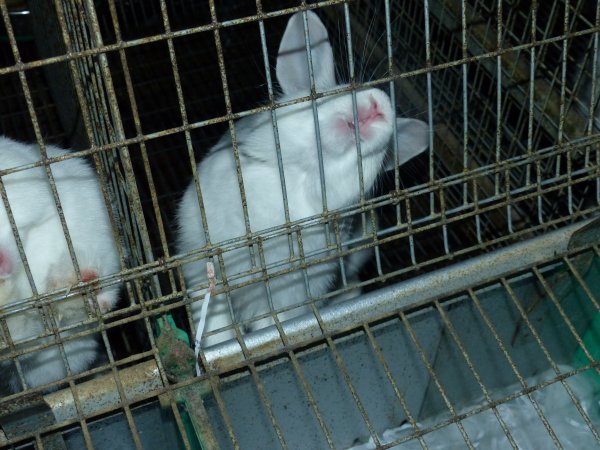 Rabbit farming at Baldivis Rabbits WA