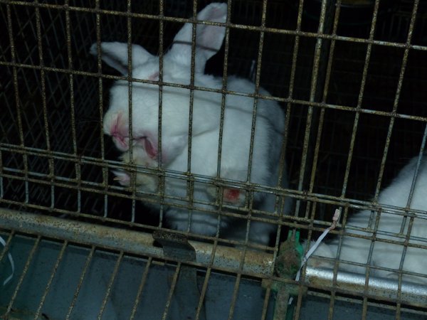 Rabbit farming at Baldivis Rabbits WA