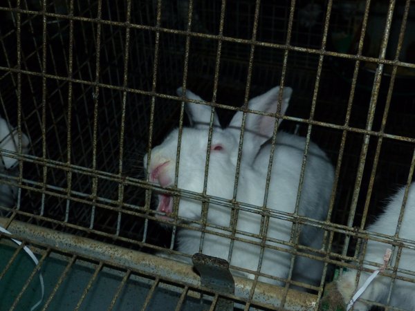 Rabbit farming at Baldivis Rabbits WA