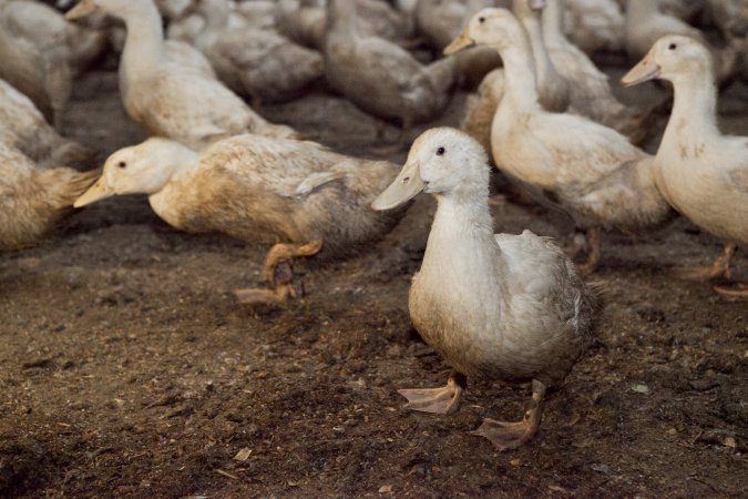 Australian duck farming
