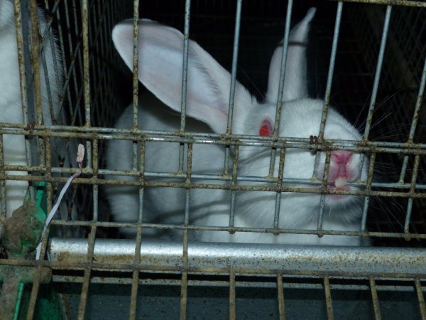 Rabbit farming at Baldivis Rabbits WA