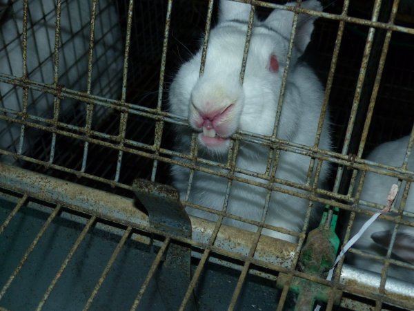 Rabbit farming at Baldivis Rabbits WA