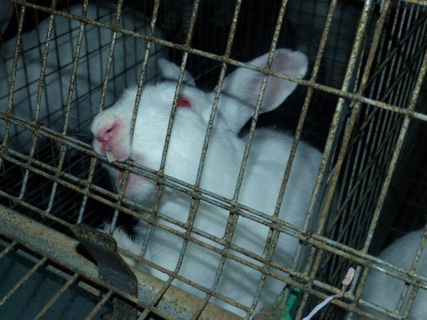 Rabbit farming at Baldivis Rabbits WA