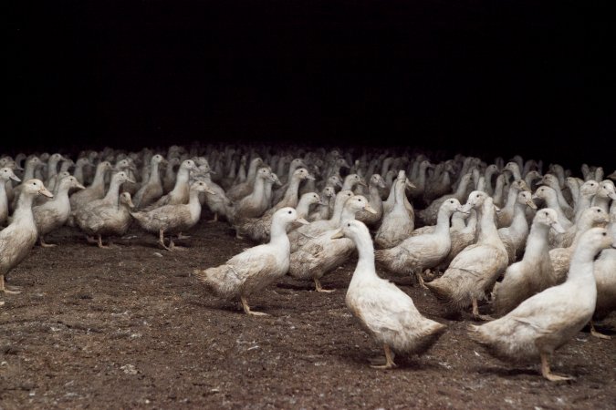 Australian duck farming