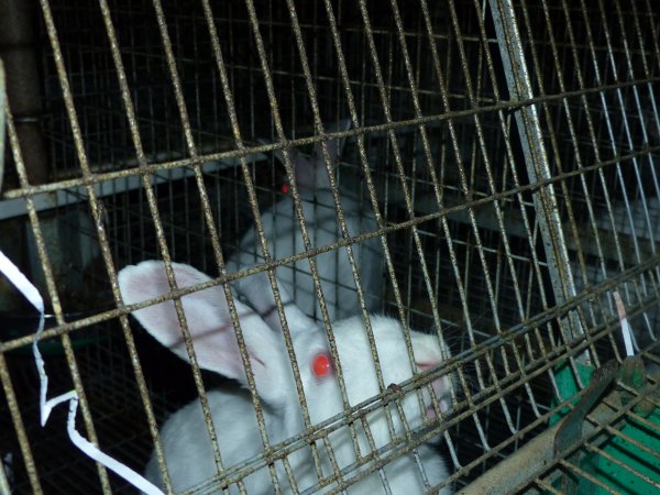 Rabbit farming at Baldivis Rabbits WA