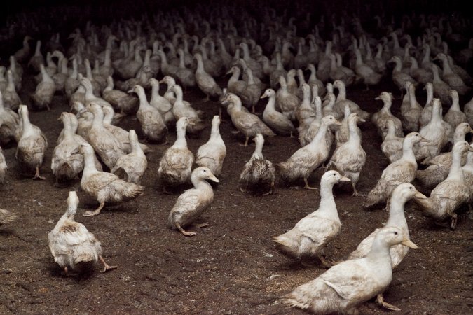 Australian duck farming
