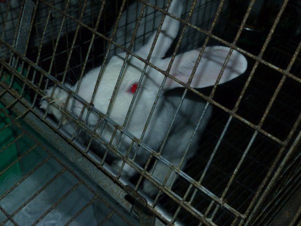 Rabbit farming at Baldivis Rabbits WA