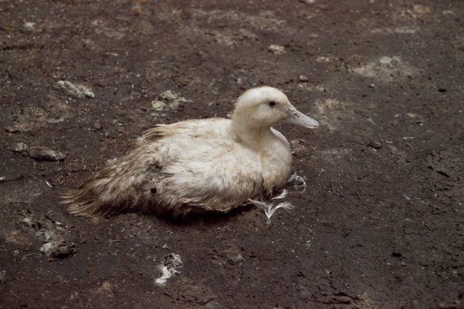 Australian duck farming